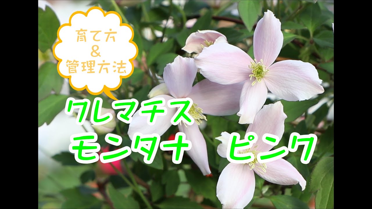 クレマチス モンタナピンク Youtube