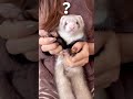 人間に触られるのが基本的にNGなフェレットwww