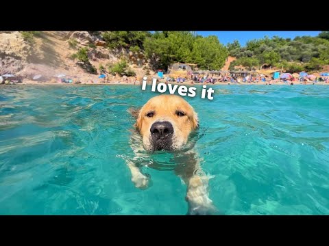 Video: Ko katrs suns vajag drošai un laimīgai mājai