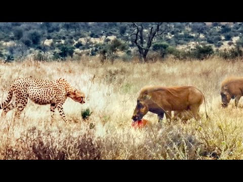 Family of Warthogs Steal and Eat Cheetah's Meal