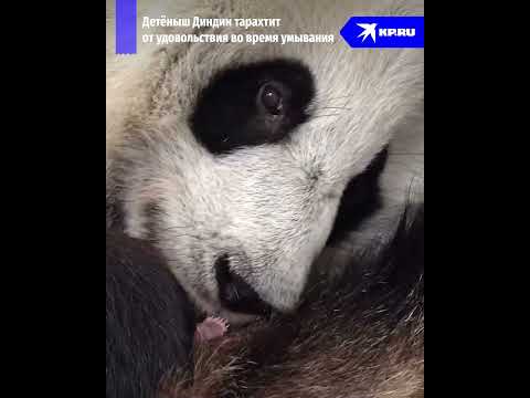 Детёныш панды тарахтит от удовольствия #панды #животные #добро