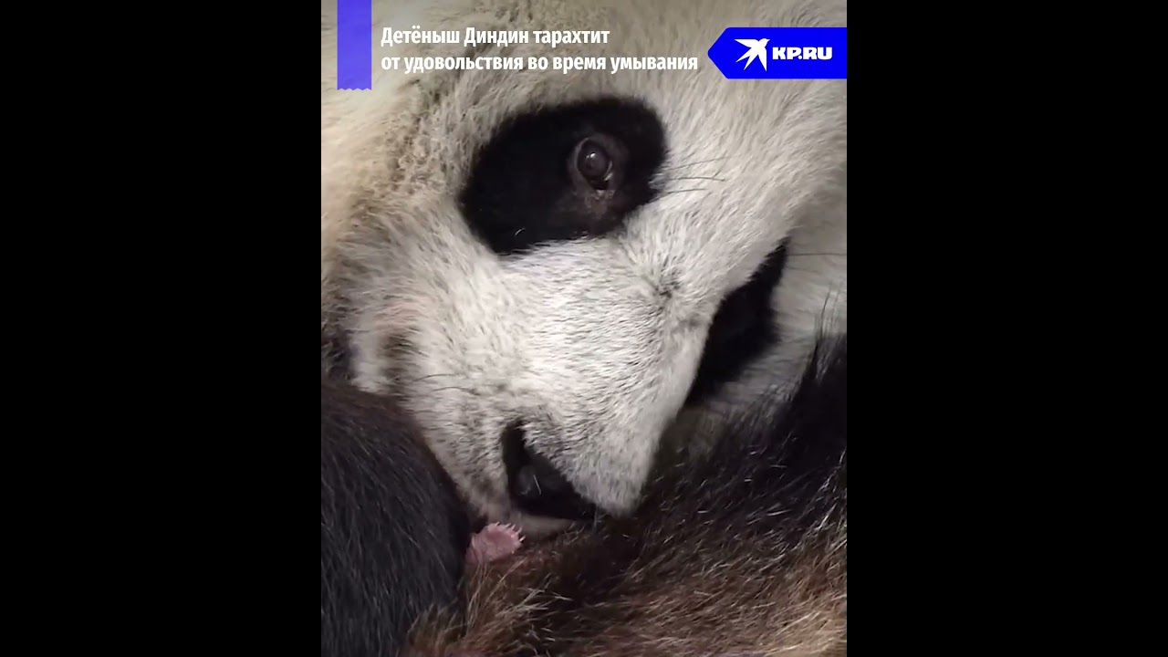 Детёныш панды тарахтит от удовольствия #панды #животные #добро