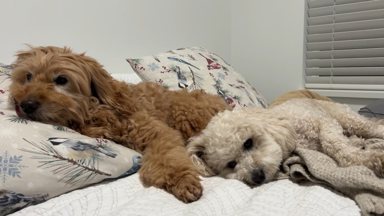 过年皮皮看着美食有多淡定 今天Callie来 好朋友一起睡