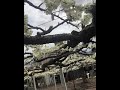 山梨高級プラムきよう　貴陽の受粉ですっ