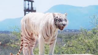 White tiger best pictures 2020 screenshot 4