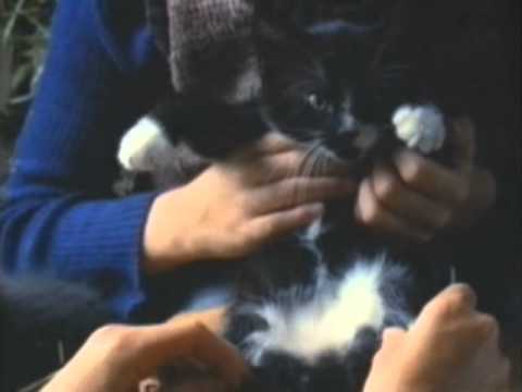 Video: Kostholdstilskudd For Eldre Katter - Nutrition Nuggets Cat