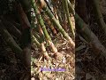 Bambosa vulgaris |abdur Rahman official |