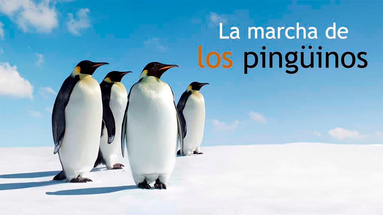 La Marcha de los Pingüinos - YouTube