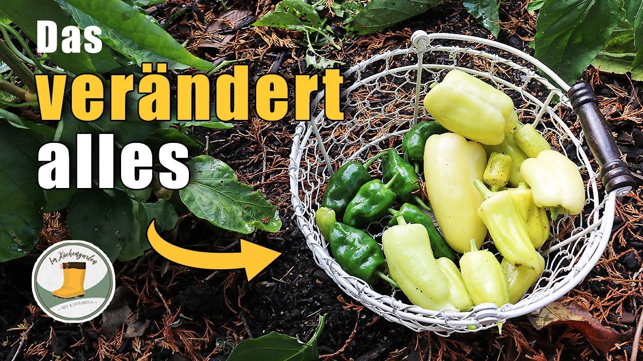 UNBEDINGT ausprobieren! Paprika & Chilis überwintern für eine größere Ernte im nächsten Jahr!