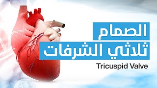 Tricuspid Valve - الصمام ثلاثي الشرفات