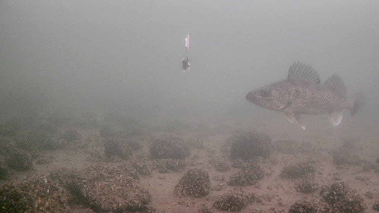 Ice Fishing Mille Lacs Lake For Walleye