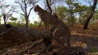 Cheetas Op Jacht - Man, Cheetah, Wild