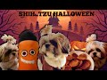 Shih Tzu Puppy First Halloween!!! Daily Routine Episode 11