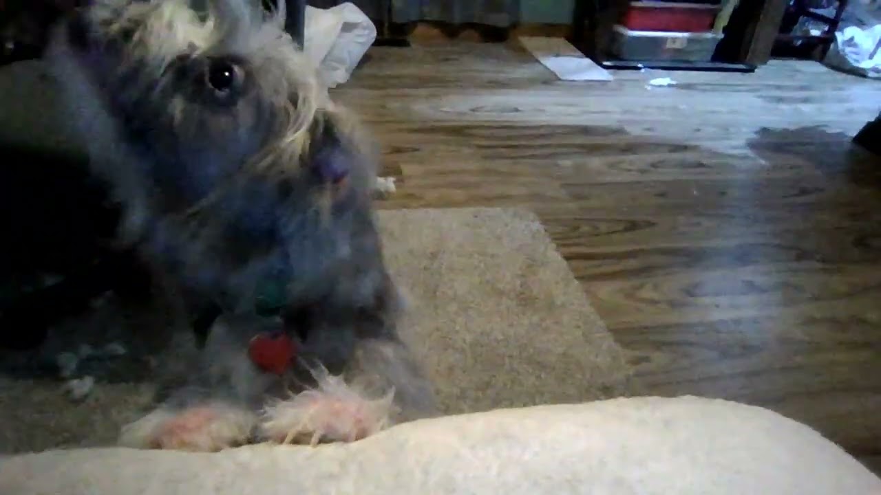 P.O.V YOUR DOG IS REALLY FAT