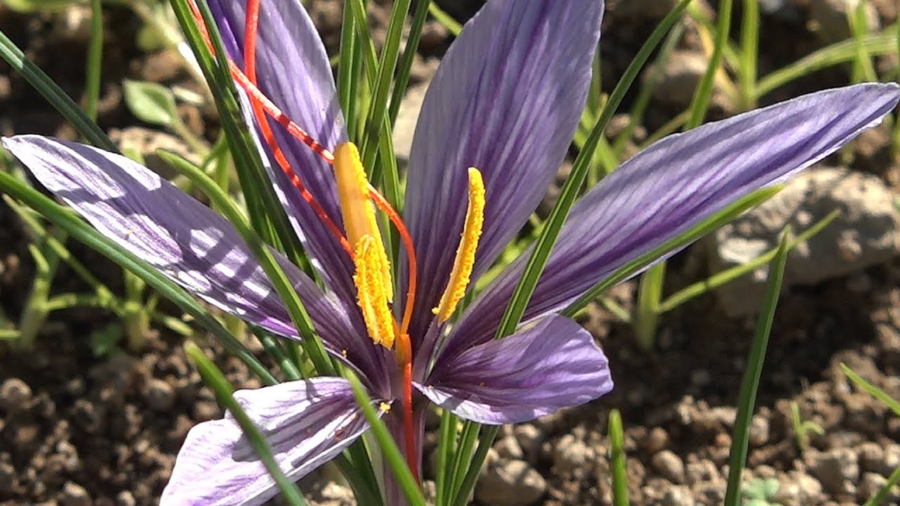 Safran - YouTube Safran - YouTube