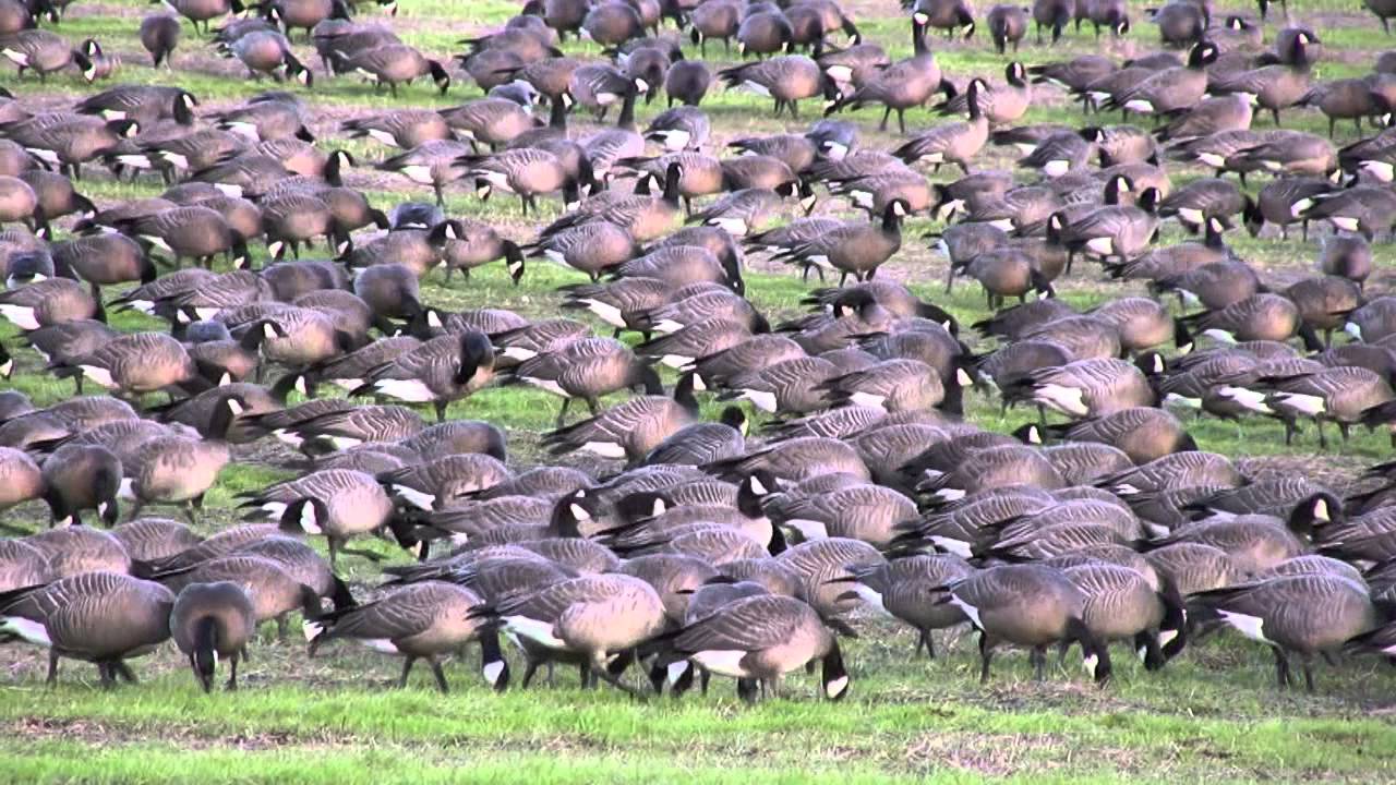 Grazing Geese slitscan typography