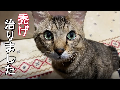 ネコの禿が治りました！