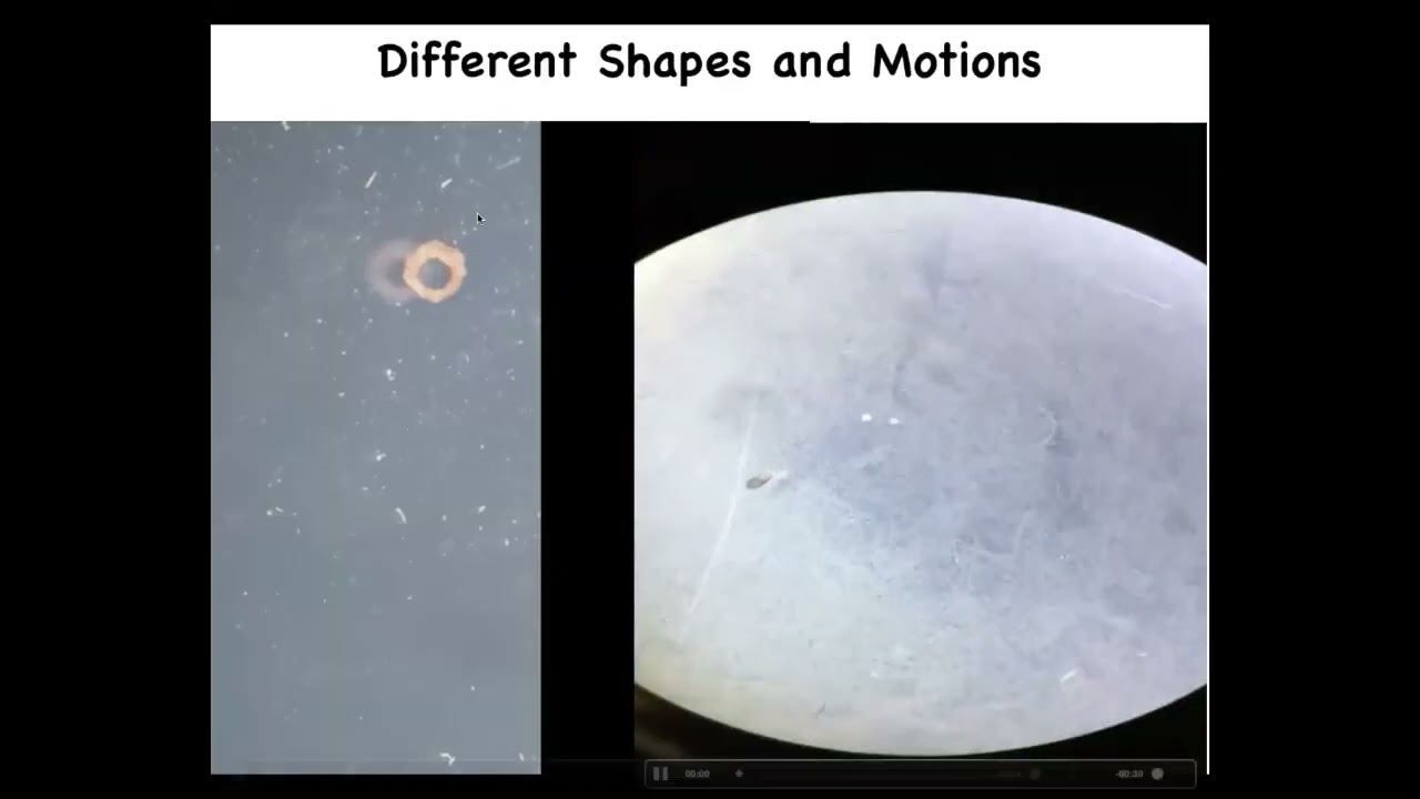 MorphoTalk - Michael Levin