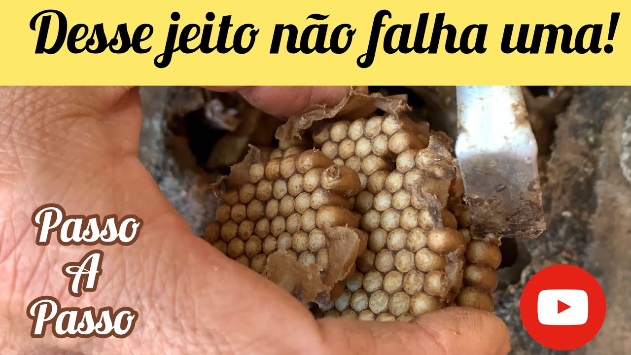 Divisão de mandaçaia por indução