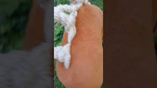 Met Pompoen Op Vakantie