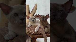 Cute European Burmese kittens  #burmese#burmesecat#europeanburmese#cattree#shorts#catvideo#kucing