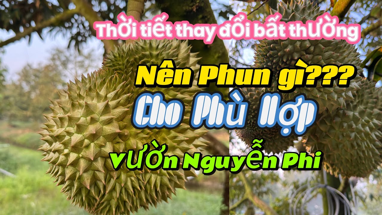 TẬP 209. THỜI TIẾT THAY ĐỔI BẤT THƯỜNG NÊN PHUN GÌ CHO PHÙ HỢP VƯỜN NGUYỄN PHI