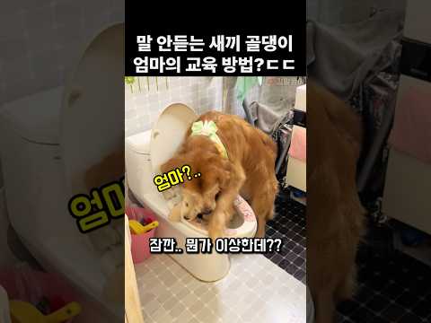 말 안듣는 새끼 골댕이 엄마가 교육시키는 방법?? ㄷㄷ thumbnail