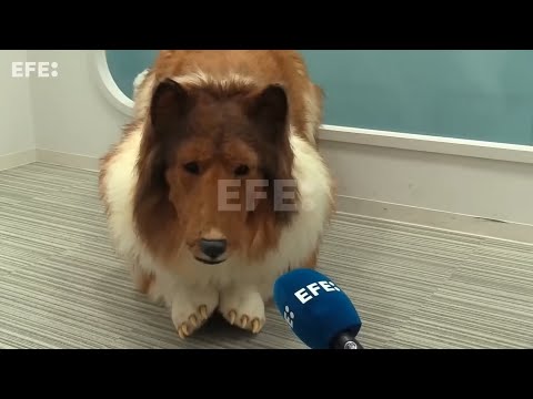 I was interviewed as a person who became a dog!