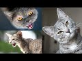 😺💗 Funny Cats and Kittens Meowing Compilation October 2020 😺💗 Noisy Cats and Kittens Meow 😺💗