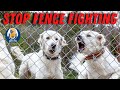 Barrier Frustration: Help for Fence Fighting, Leash Reactivity and Window Guarding #88