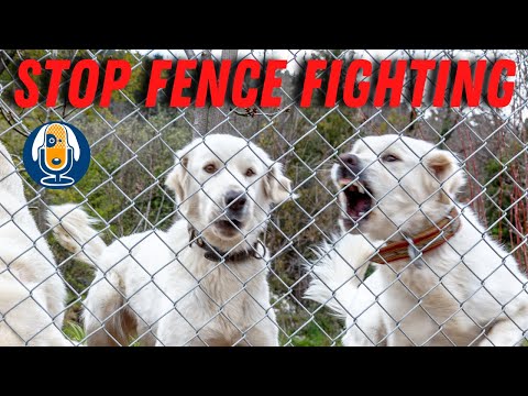 Video: Porozumenie bariérovej frustrácii u psov