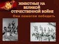 Животные - участники Великой Отечественной войны.