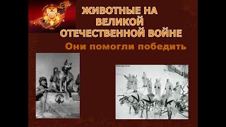 Животные - участники Великой Отечественной войны.