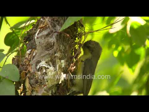 Female Sunbird weaving her hanging nest with fine fibres and scraps: nest building up close