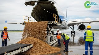 America RELEASED MILLIONS OF FLIES Into Panama - FUNNY IDEA, Results Surprised The World