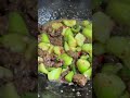 Stir fried beef with luffa #food #cooking #beef