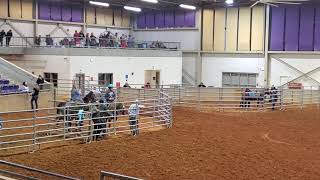 Bareback barrel racing Sara Walker