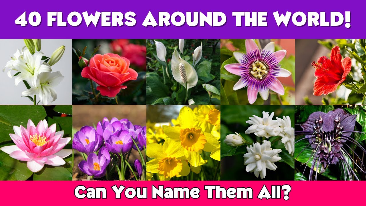 40 Beautiful FLOWERS from Around the World -  Part 1