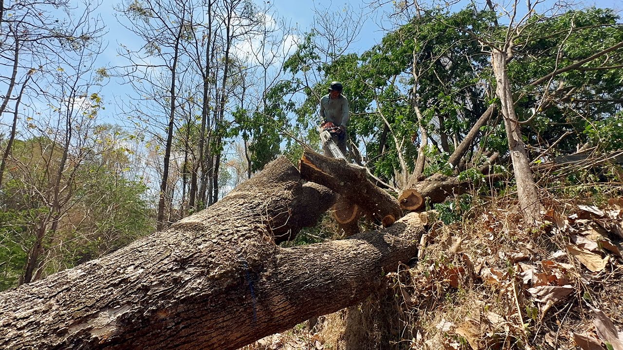 Extreme... Cut down 3 trees in a tough place ‼️ - YouTube