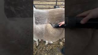 Satisfying Llama Blanket🤘🏻