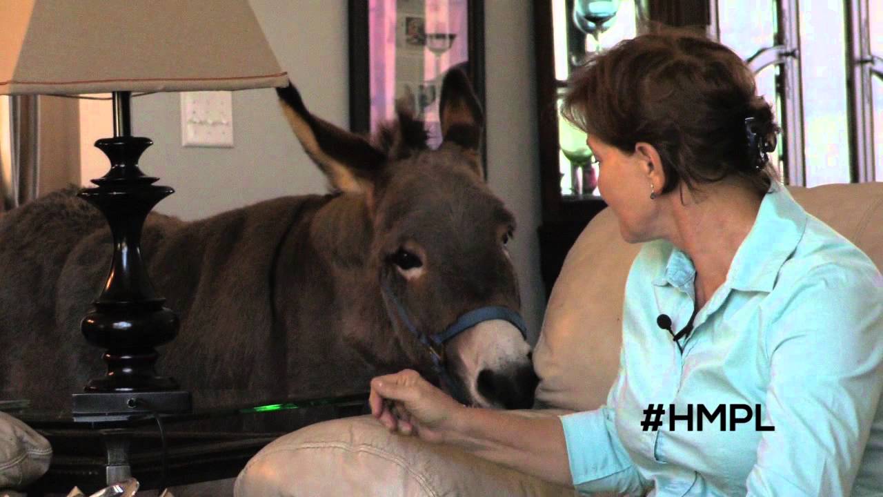 Joplin the House Donkey