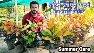 Croton plant Care Tips ।। क्रोटन घर आने के बाद क्यों मरता है, why Croton leaves Fall ,