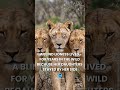 Blind Lioness Saved By Daughters