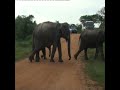 Herd of elephants at the Yala national park | ヤーラ国立公園のゾウの群れ | ゾウの群れ | قطيع من الفيلة #shorts