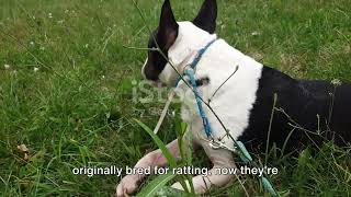 Bull Terriers: Unleashing Fun Facts  A Comprehensive Guide 2024