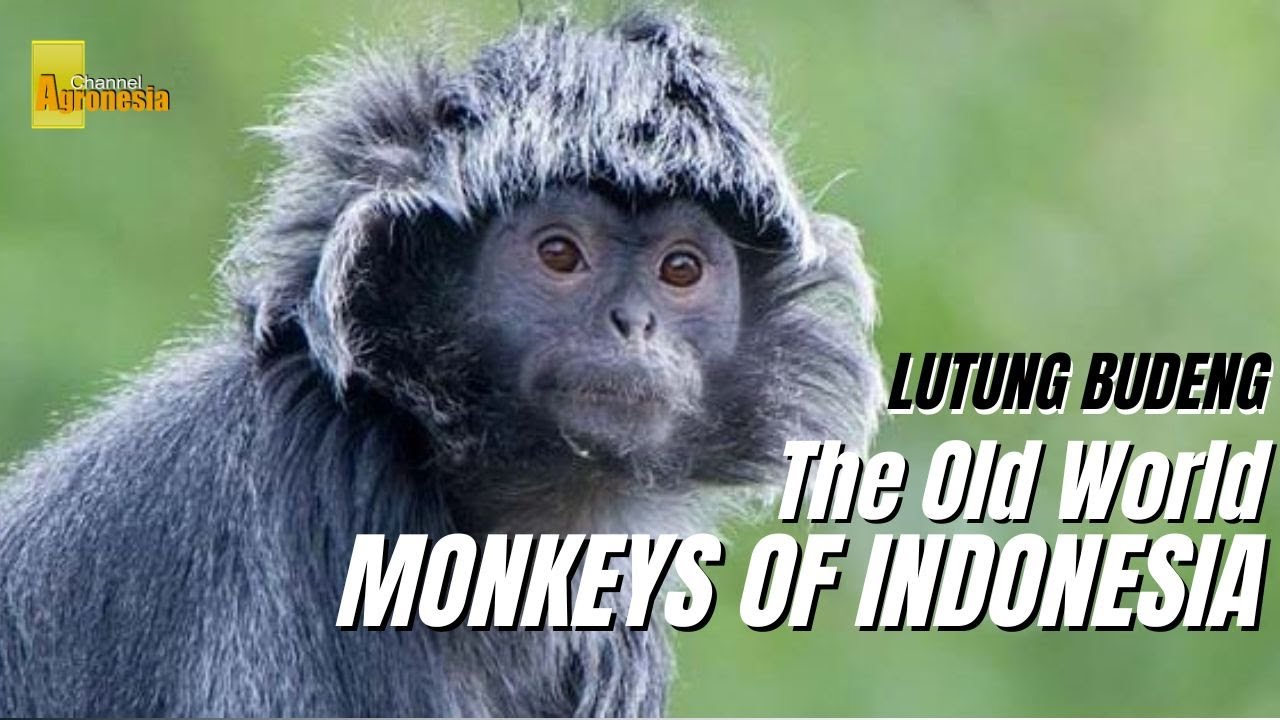 Lutung Budeng || The Old World, Monkey of Indonesia