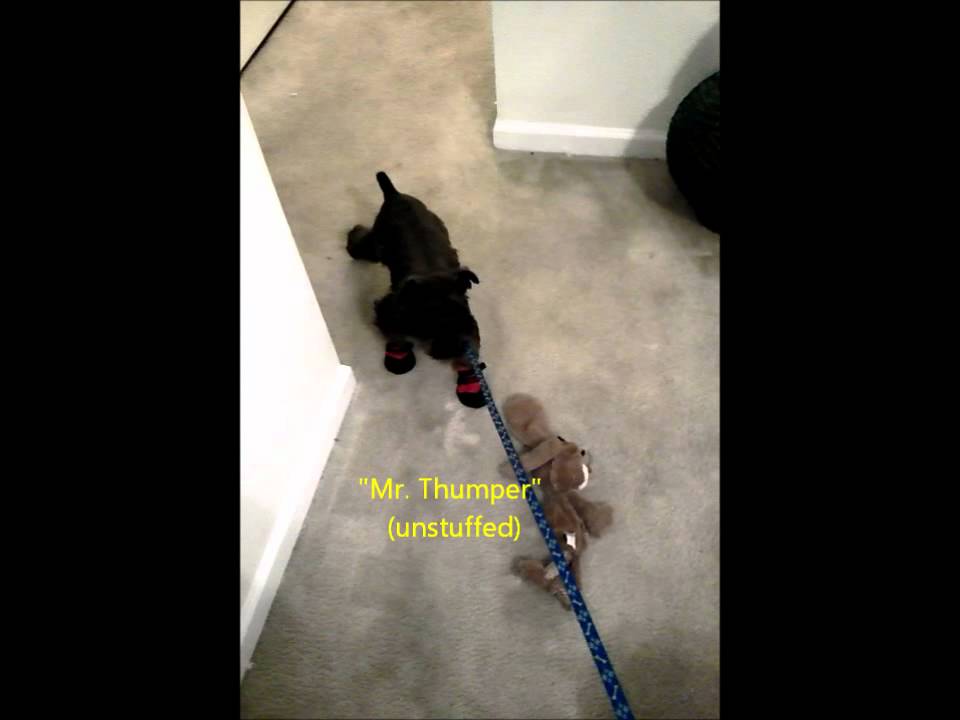 Aden's New Dog Boots (Miniature Schnauzer) YouTube