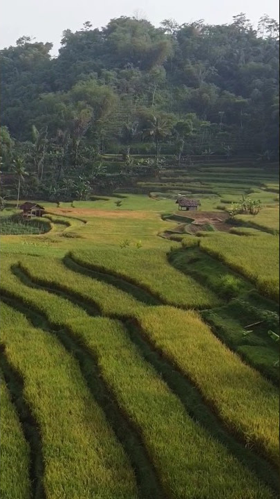 PEMANDANGAN SAWAH PALING INDAH DI JAWA BARAT #suasanapedesaan #andriandeni #suasanakampung