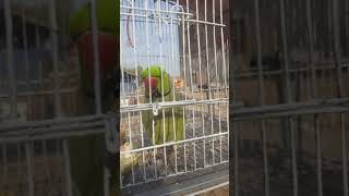 Talking Parrot Green Ringneck