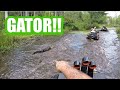 SWAMP TRAIL...GATOR ENCOUNTER